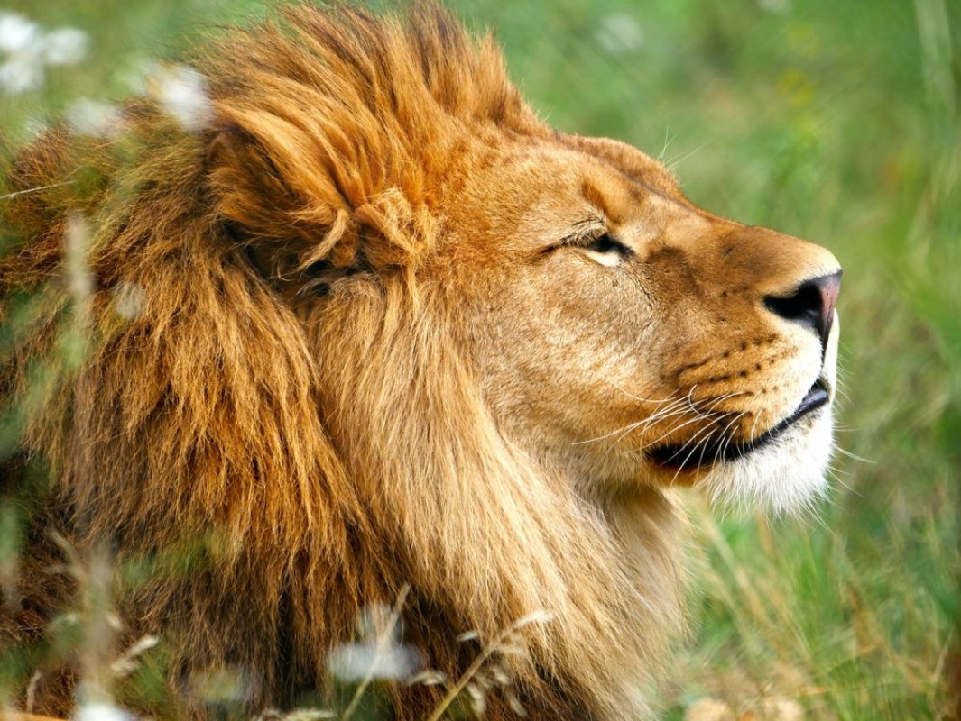 Image de Lion