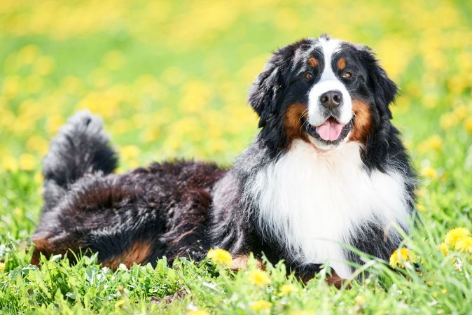 Bernese Sennenhund purebred shepherd dog in field photowallpaper Scandiwall