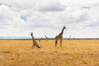 Image de Group of giraffes in savannah at africa