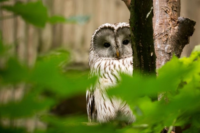 Attēls Ural Owl
