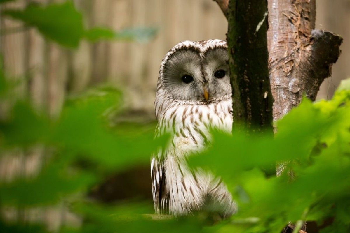 Afbeeldingen van Ural Owl