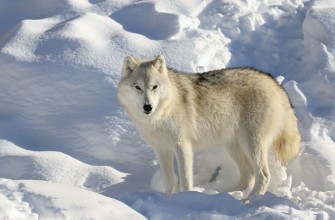 Bild von Loup seul dans la neige