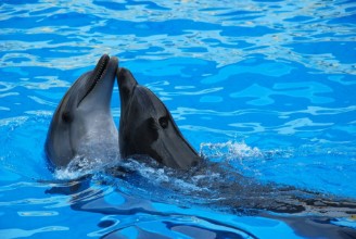 Bild von Playing dolphins