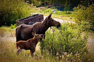 Image de Moose and Babe