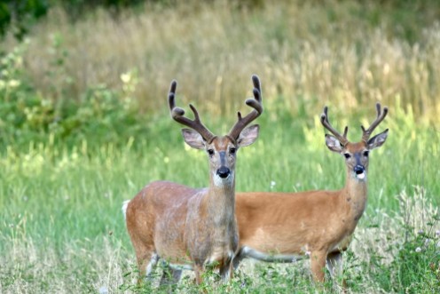 Picture of White-tailed buck deer Odocoileus virginianus