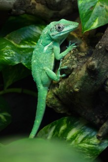 Obrázek Knight Anole
