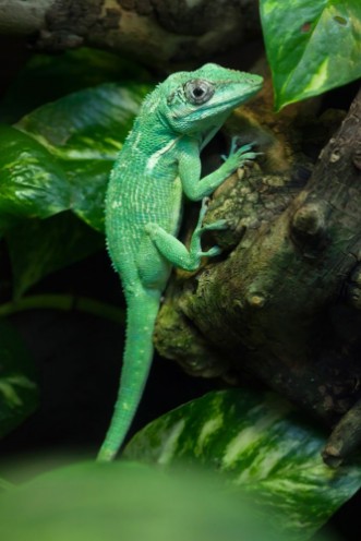 Afbeeldingen van Knight Anole