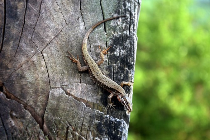 Picture of Lacertilia  Guteri Akkedis Lagarto Lizard Lucertola Lizards  Jeti  Lucertole Lagartos Echsen  Hagedissen Jaszczurki  dlor  Thn ln Liskot 