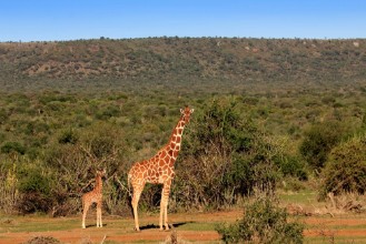 Pilt Giraffe mother and baby
