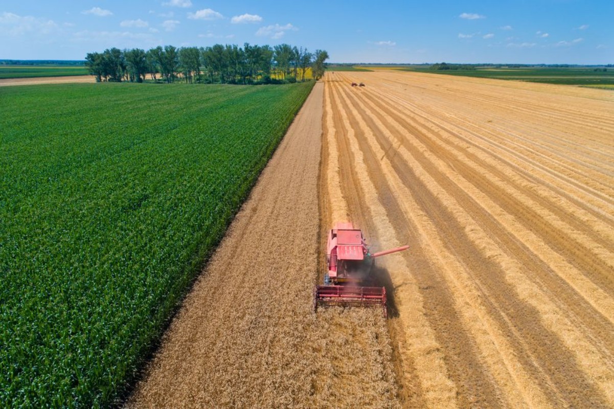 Picture of Combine harvester in wheat field