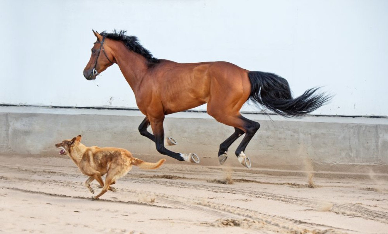 Picture of Brown Stallion with Dog