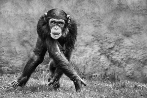 Picture of Chimpanzee