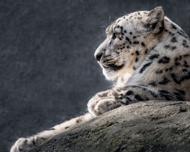 Obrázek Snow Leopard XXXI