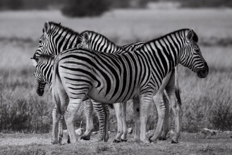 Image de Zebra group