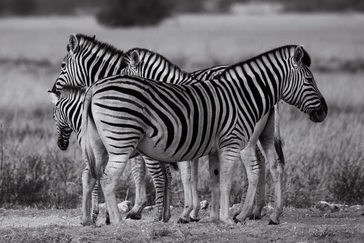 Image de Zebra group