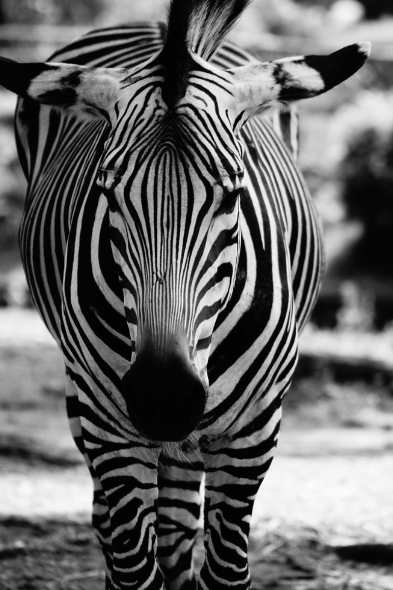 Afbeeldingen van 163512356