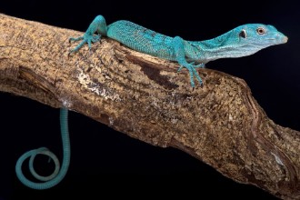 Picture of Emerald tree monitor Varanus prasinus