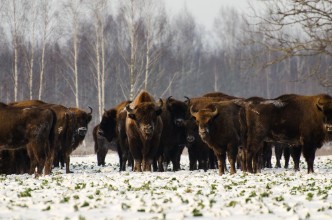 Picture of Dzikie ubry