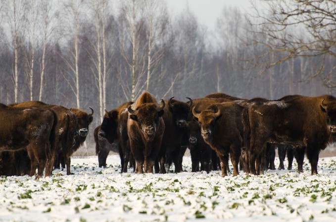 Picture of Dzikie ubry