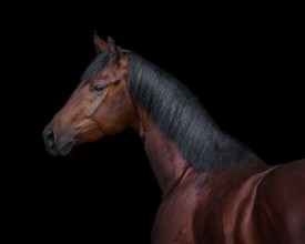 Εικόνα της Bay horse on black background isolated