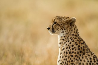 Image de CHeetah