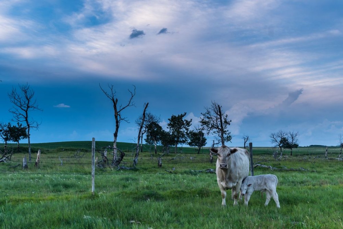 Picture of Cow and Calf on the Prairies 