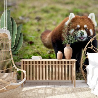 Afbeeldingen van Red panda