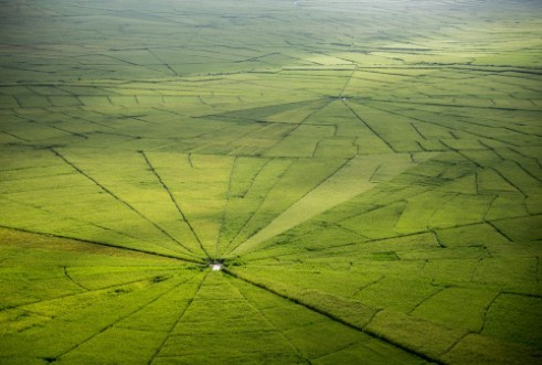 Obrázok z Spider web rice field in Ruteng