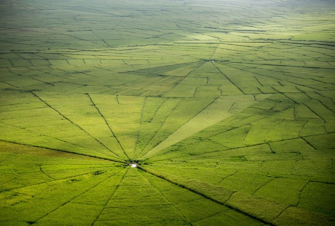 Bild på Spider web rice field in Ruteng