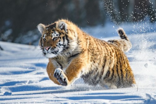 Picture of Siberian Tiger in the snow