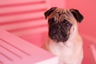Obrazek Pug