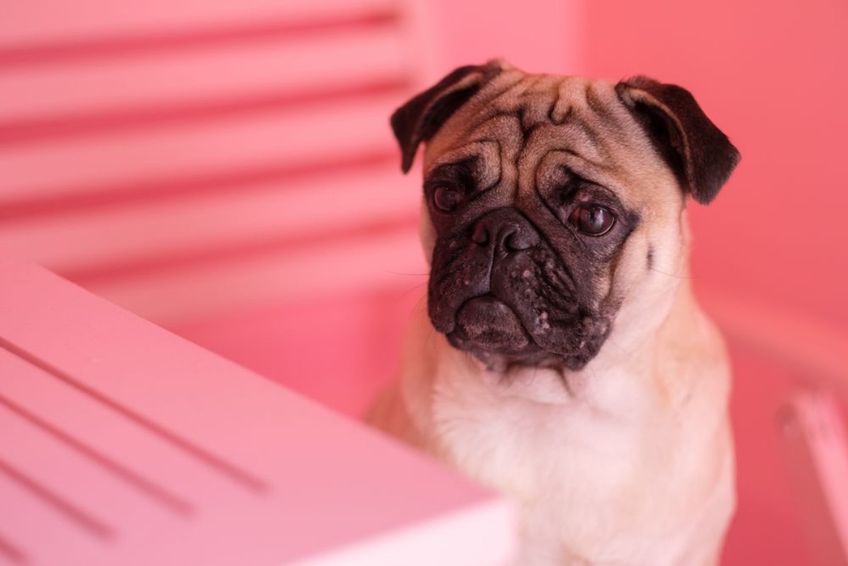 Afbeeldingen van Pug