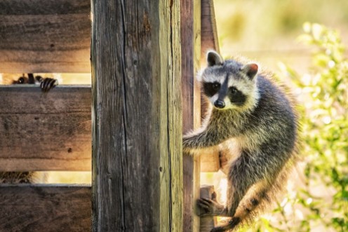 Picture of 2 Young Raccoons on the Veranda