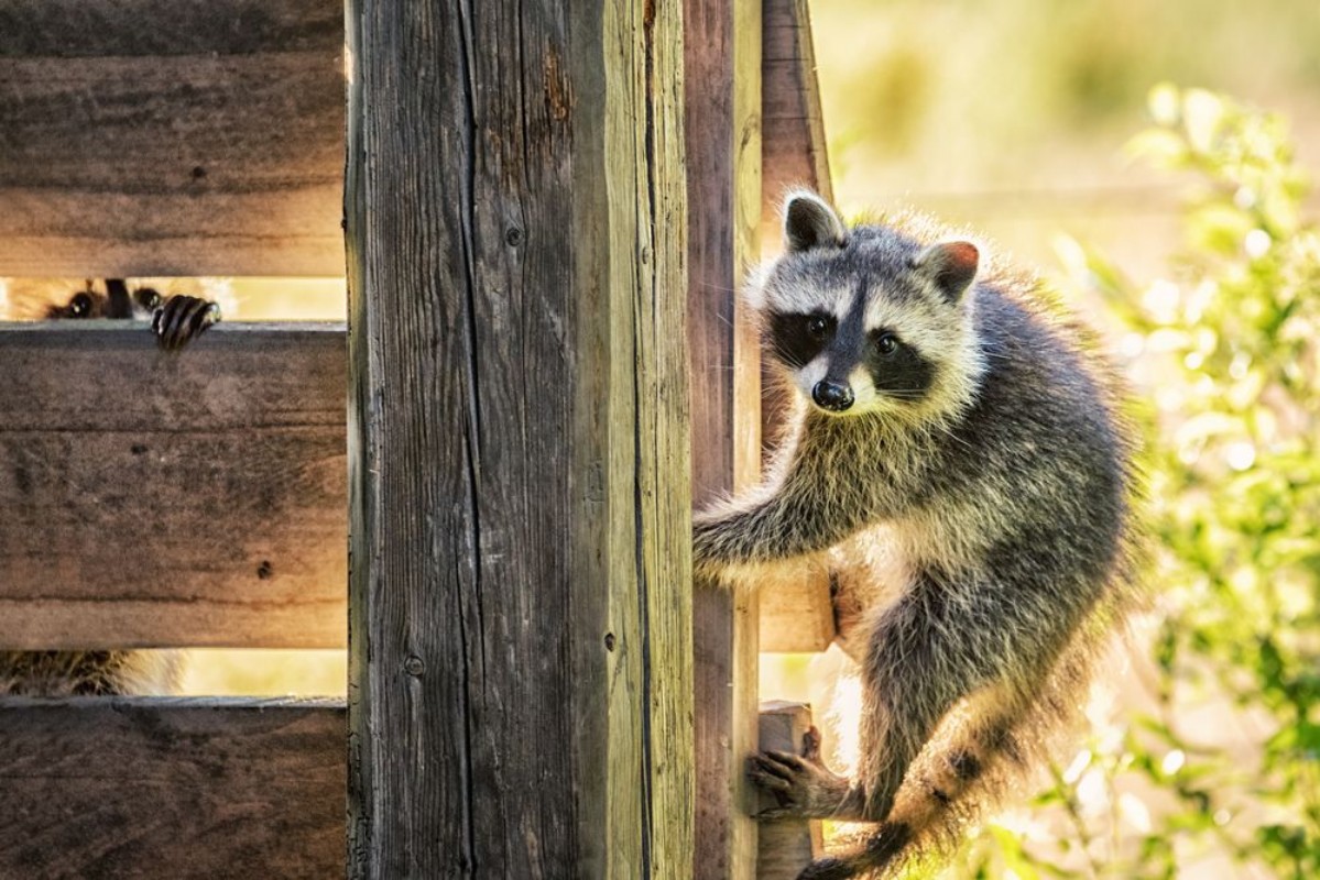 Afbeeldingen van 2 Young Raccoons on the Veranda
