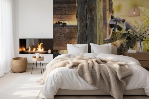 Picture of 2 Young Raccoons on the Veranda