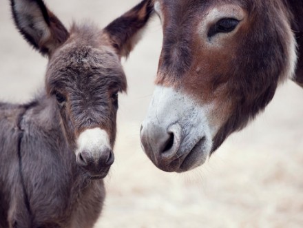 Picture of Donkey Mules
