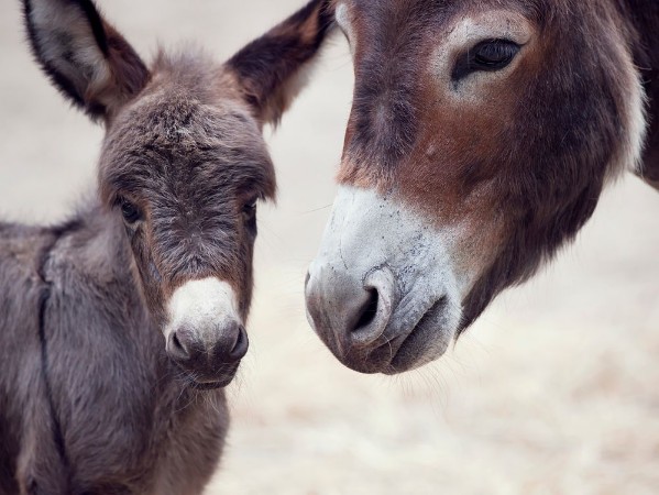Picture of Donkey Mules