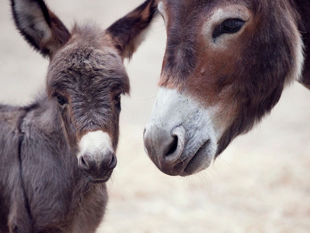 Picture of Donkey Mules