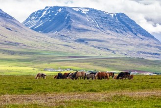 Image de Icelandic Horses