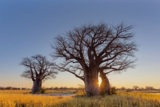 Bild på Sunrise at Baines Baobabs campsite no 2