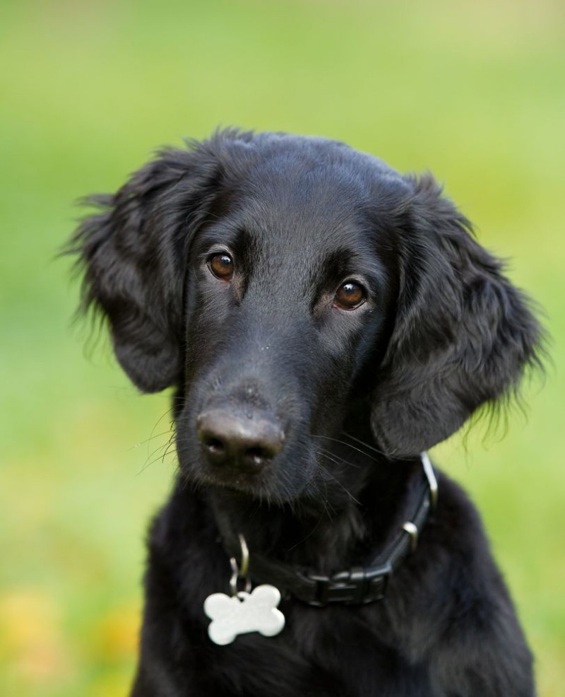 Picture of Flatcoated retriever 