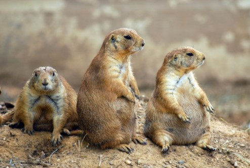 Afbeeldingen van Prairie Dogs