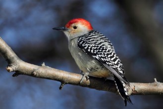 Bild på Woodpecker on a branch