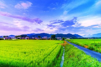 Immagine di Rice Field