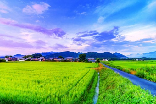 Picture of Rice Field