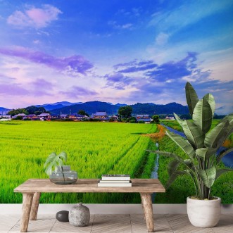 Picture of Rice Field