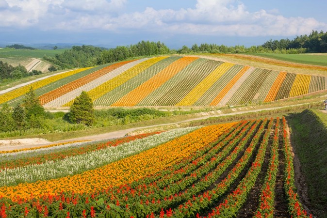 Picture of Colorful of flower bed on hill in summer at Biei Hokkaido Japan