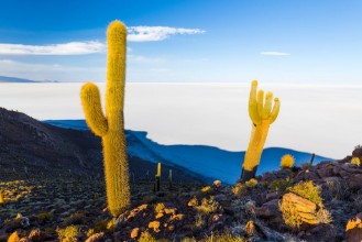 Picture of Huge cactuses Salar De Uyuni islands mountains scenic landscape