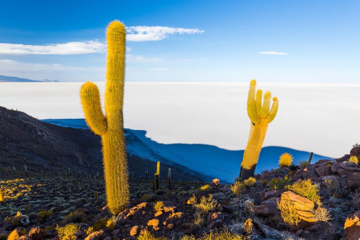 Image de Huge cactuses Salar De Uyuni islands mountains scenic landscape