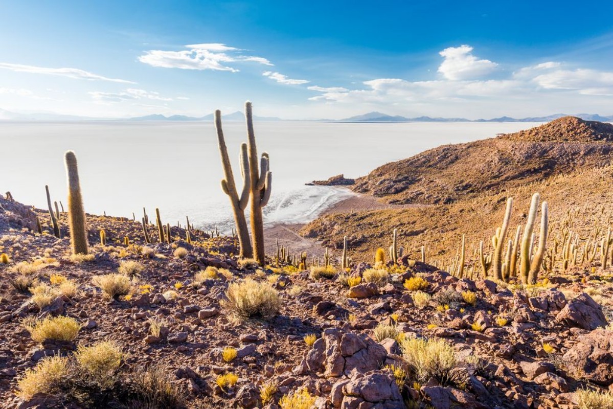 Picture of Huge cactuses Salar De Uyuni islands mountains scenic landscape